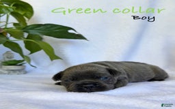 French Bulldog dogs for sale: Forest - Image 5