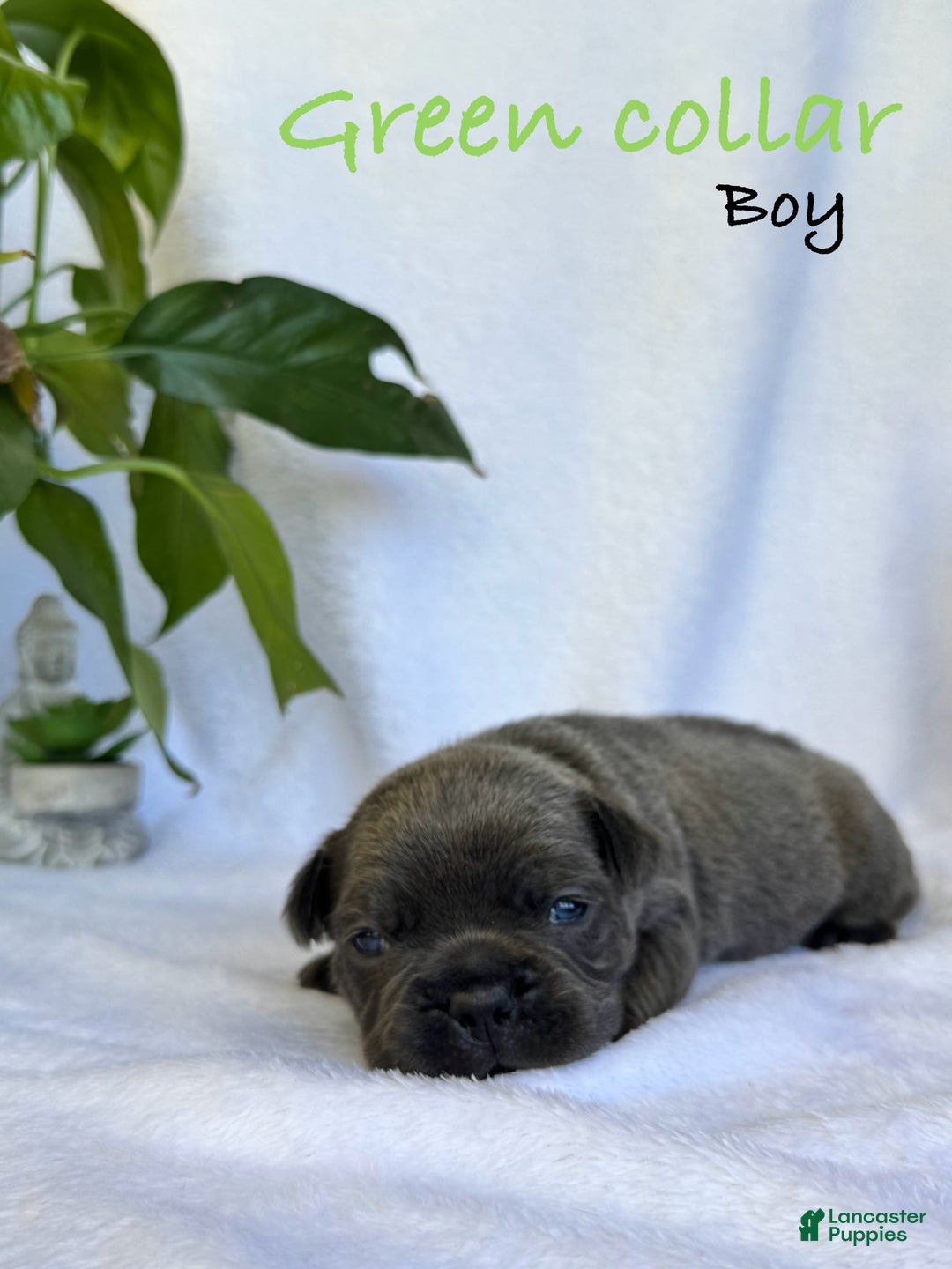 French Bulldog dogs for sale: Forest - Image 5