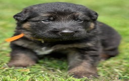 German Shepherd dogs for sale: Boy - Image 15