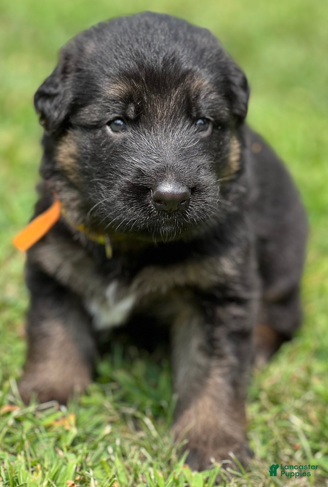 German Shepherd dogs for sale: Boy - Image 15