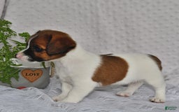 Jack Russell Terrier dogs for sale: Addie - Image 1