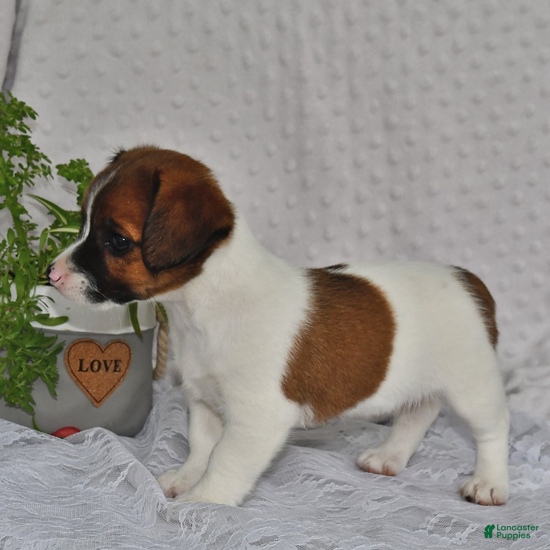 Jack Russell Terrier dogs for sale: Addie - Image 1
