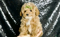 Maltipoo dogs for sale: Eminem - Image 5