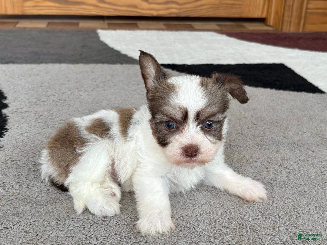 Coton De Tulear dogs for sale: Rita - Image 6