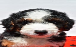 Mini Bernedoodle dogs for sale: River - Image 4