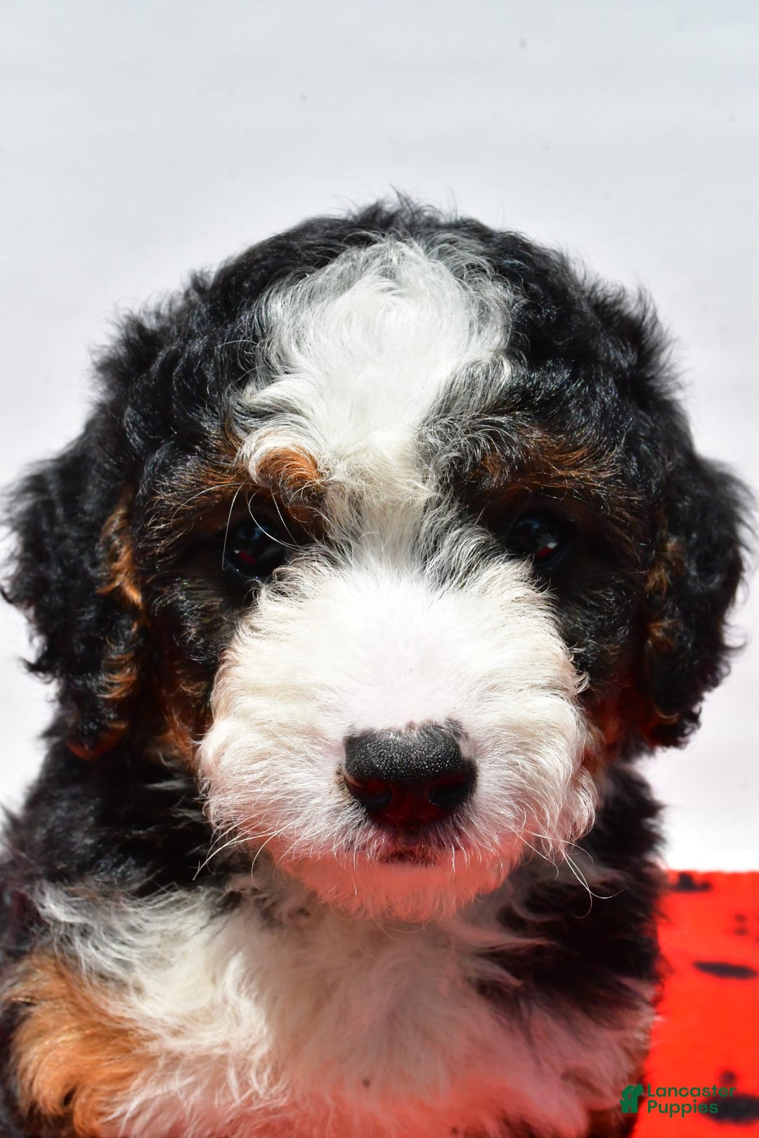 Mini Bernedoodle dogs for sale: River - Image 4