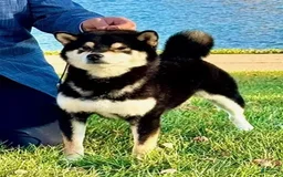 Shiba Inu dogs for sale: Bella - Image 3
