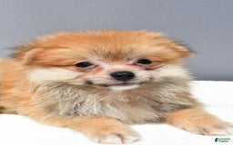 Pomeranian dogs for sale: Ian - Image 1