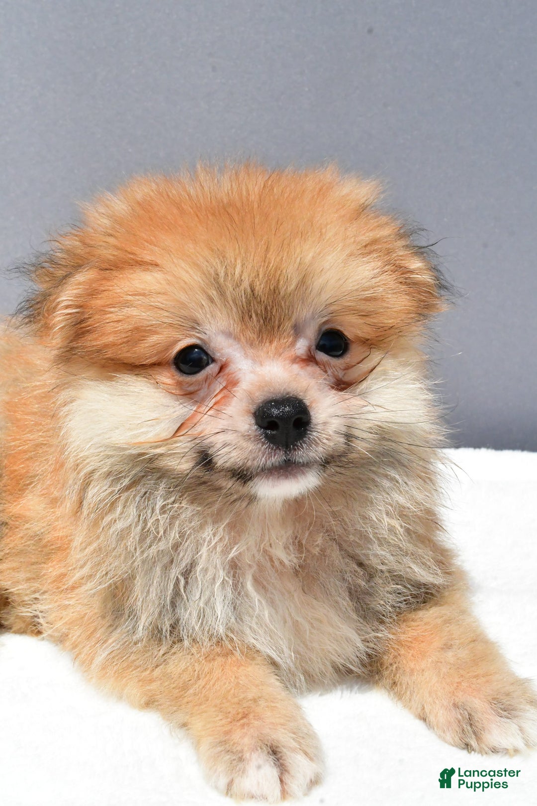 Pomeranian dogs for sale: Ian - Image 1