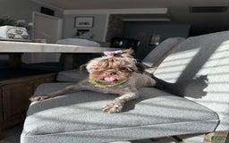 Shih Tzu dogs for sale: Copper - Image 7