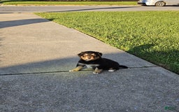 Australian Shepherd dogs for sale: Miss Rotti - Image 4