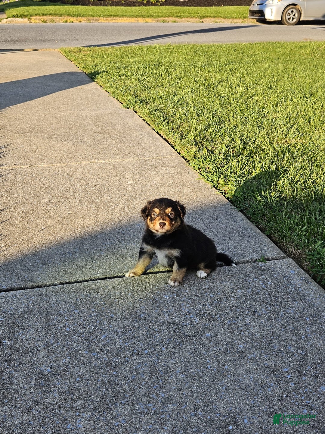 Australian Shepherd dogs for sale: Miss Rotti - Image 4