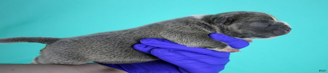 Blue Male
