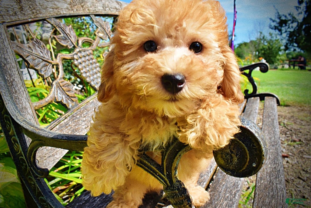 Havapoo dogs for sale: Ember - Image 9