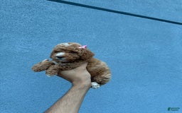 Toy Poodle dogs for sale: Twinkle - Image 3