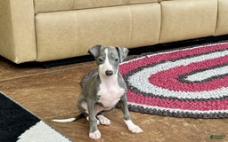 Italian Greyhound dogs for sale: Mj - Image 7