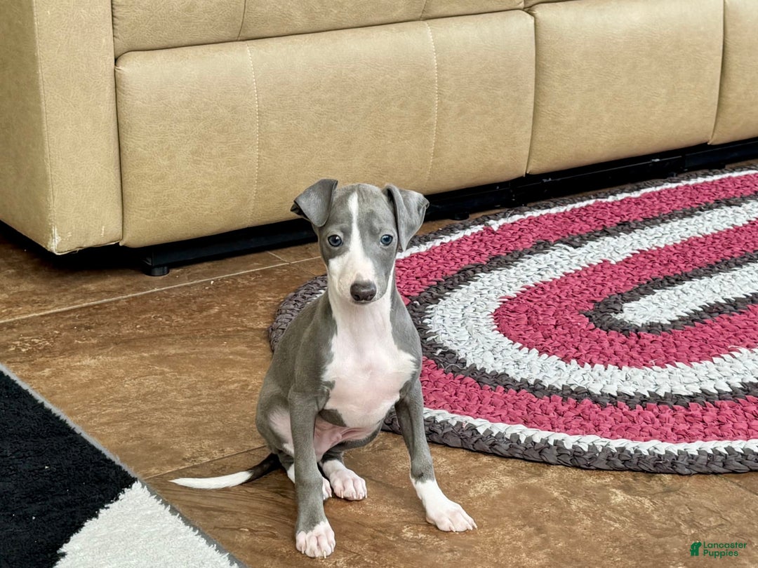 Italian Greyhound dogs for sale: Mj - Image 7