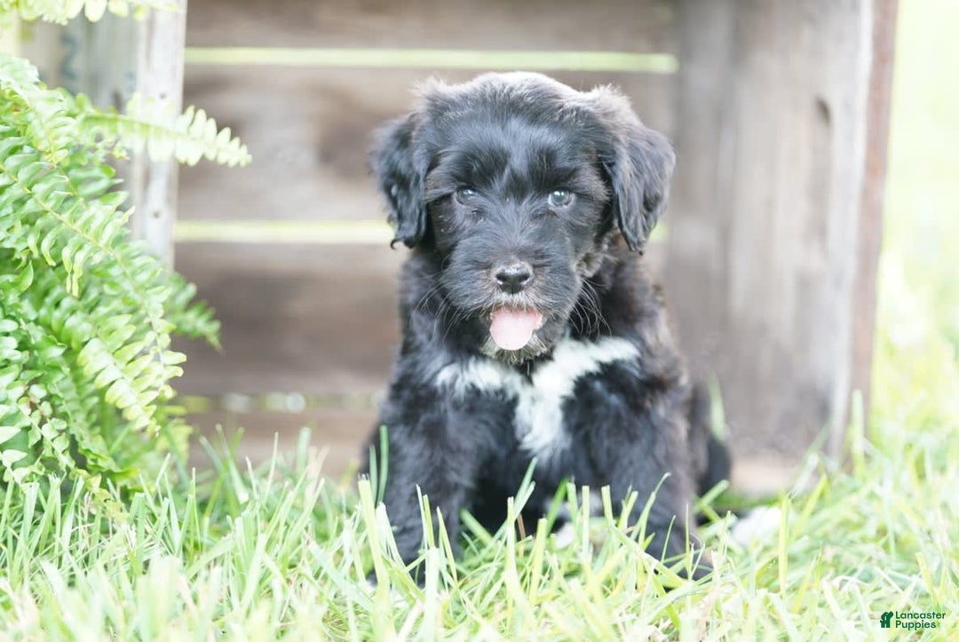 Portuguese Water Dog dogs for sale: Boots - Image 11
