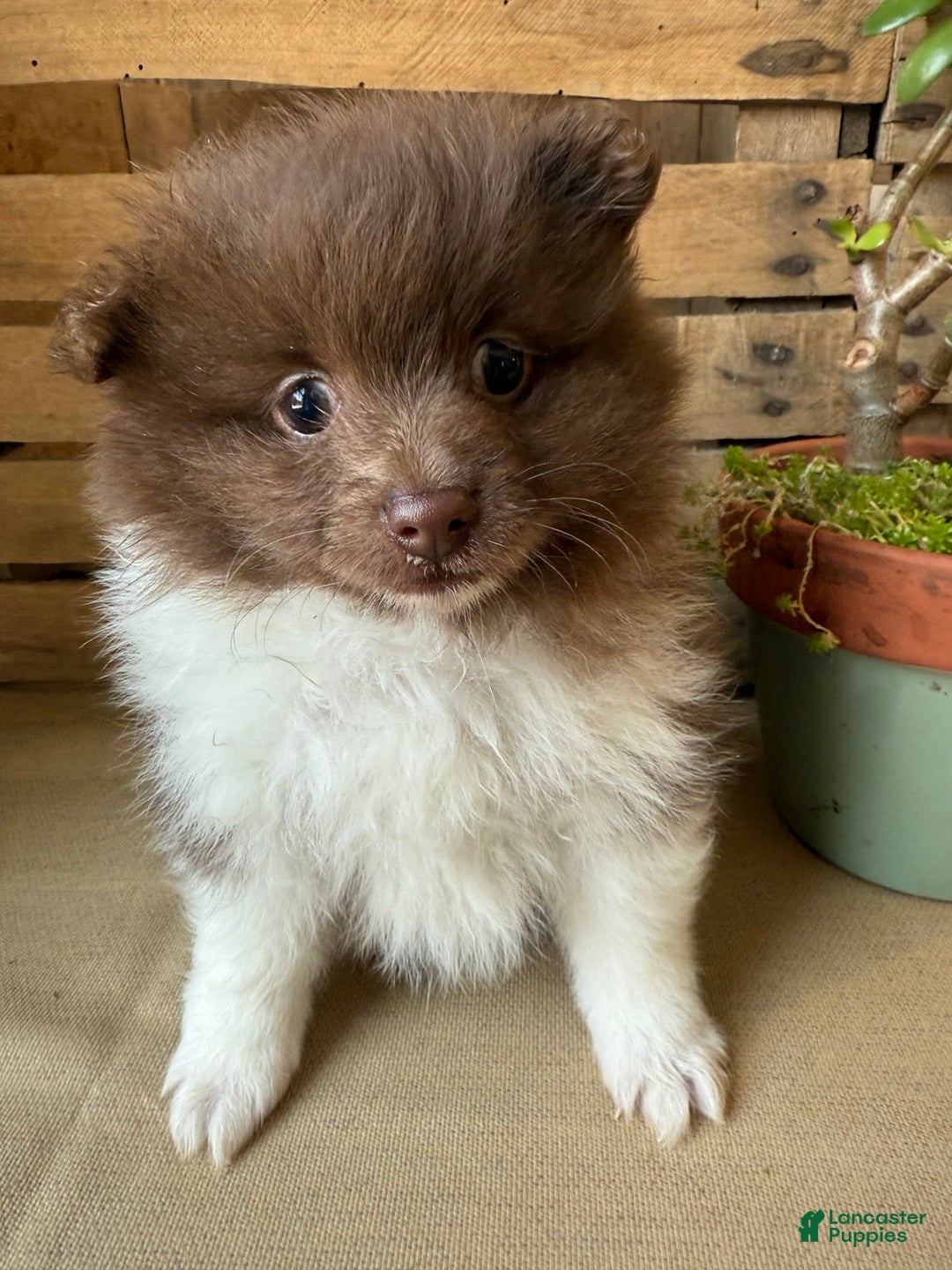Pomeranian dogs for sale: Allison - Image 7