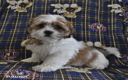 Shih Tzu dogs for sale: Bert - Image 3