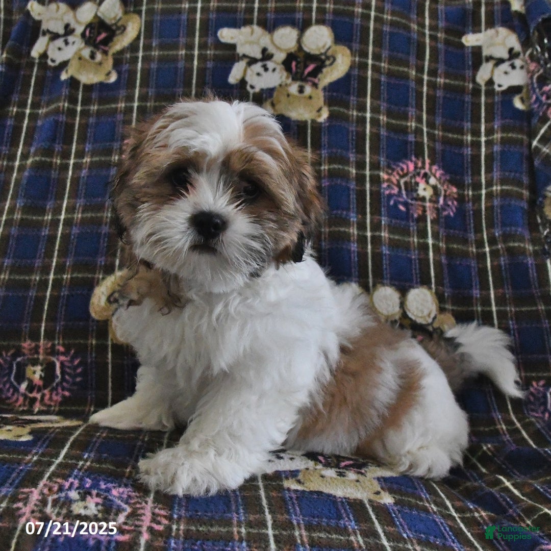 Shih Tzu dogs for sale: Bert - Image 3