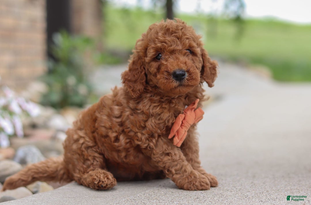 Goldendoodle dogs for sale: Hawk - Image 16