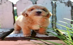 Mini Goldendoodle dogs for sale: Rick - Image 6