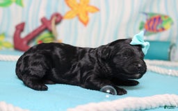 Mini Bernedoodle dogs for sale: Mini Bernedoodle 6 puppies - Image 21