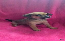 Chipoo dogs for sale: Faith - Image 1