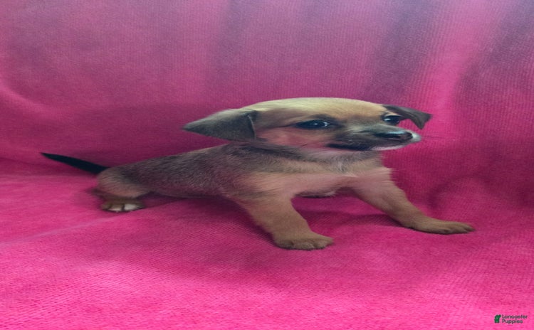 Chipoo dogs for sale - Ad 1