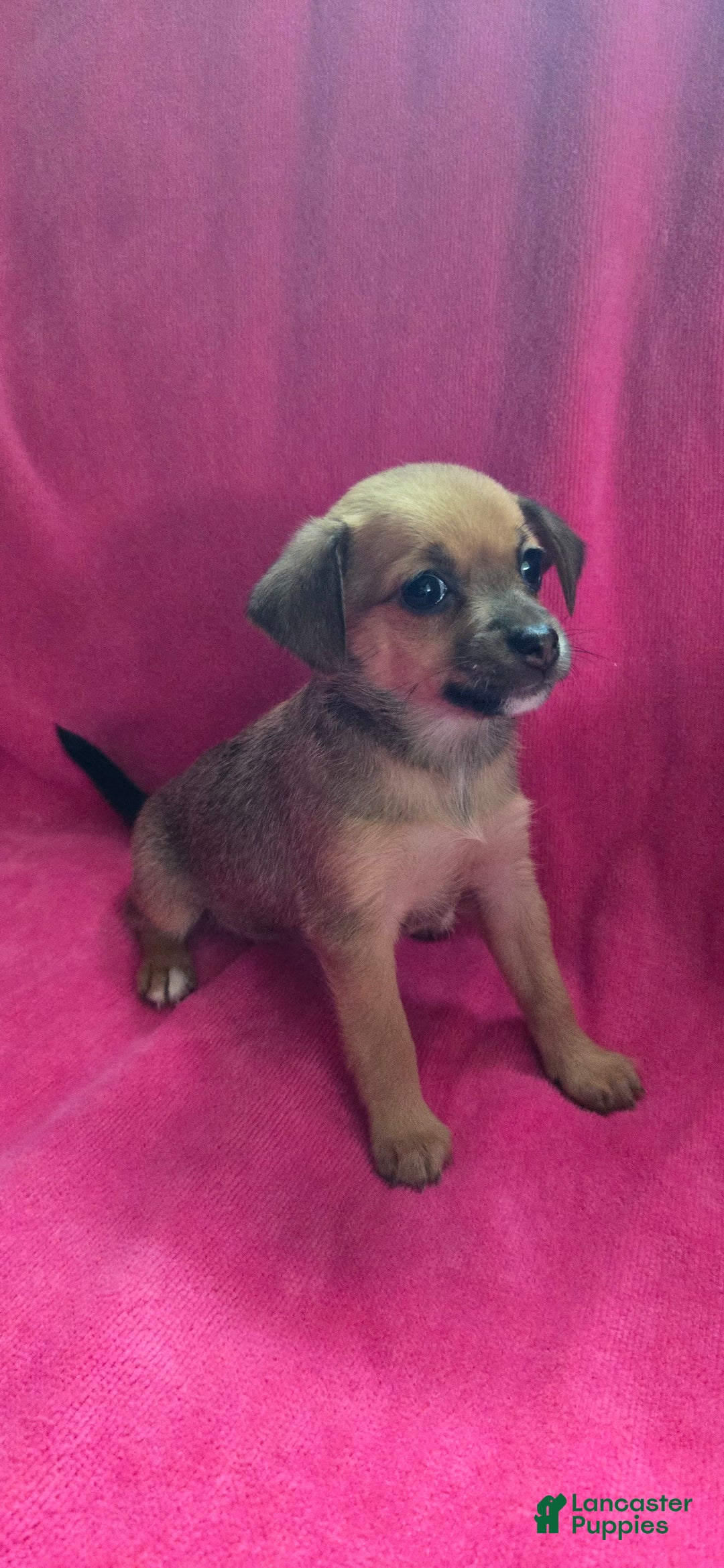 Chipoo dogs for sale: Faith - Image 1