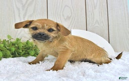Toy Poodle dogs for sale: Dylan - Image 3