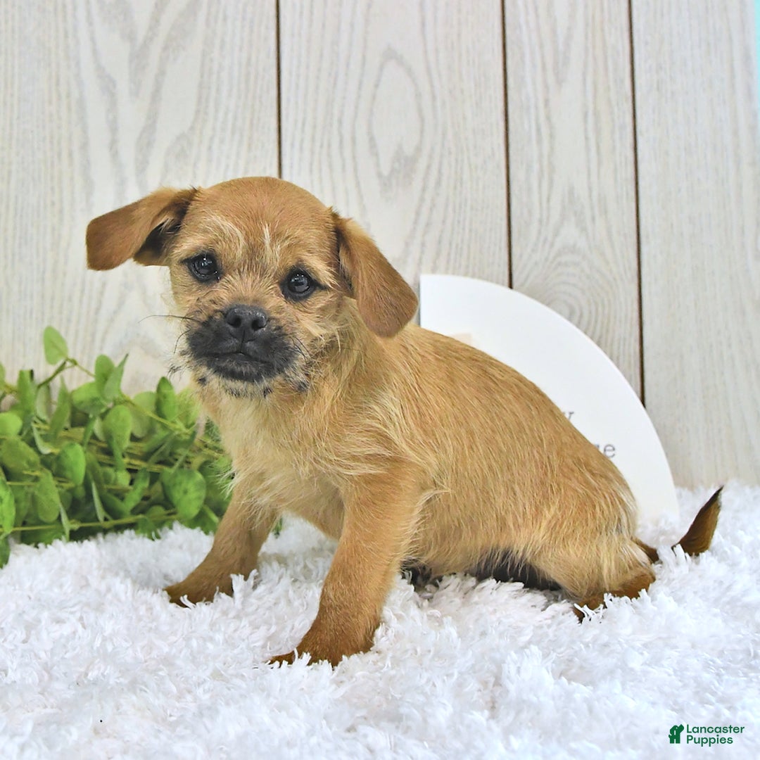 Toy Poodle dogs for sale: Dylan - Image 3