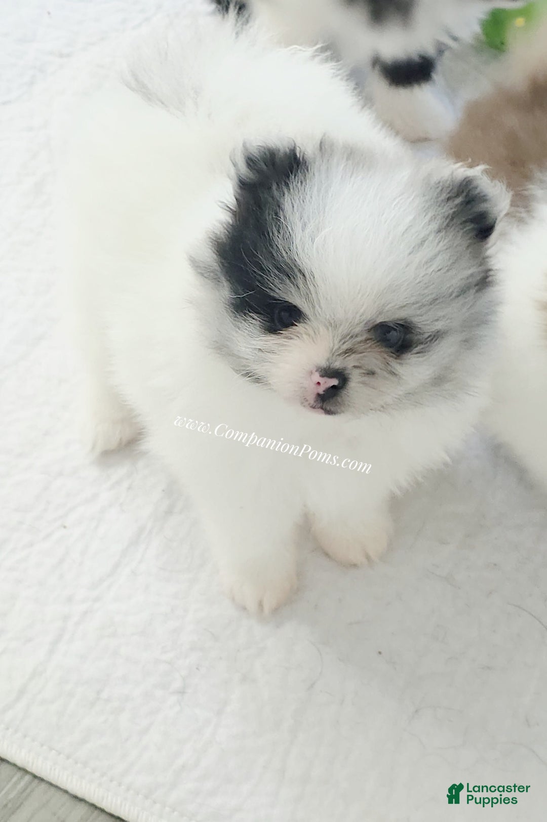 Pomeranian dogs for sale: Blue Eye - Blue Merle - Extreme Parti - Image 10