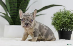 French Bulldog dogs for sale: French Bulldog 5 puppies - Image 12