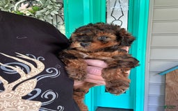 Cavapoo dogs for sale: Bailey - Image 8
