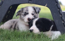 Border Collie dogs for sale: Diesel - Image 9