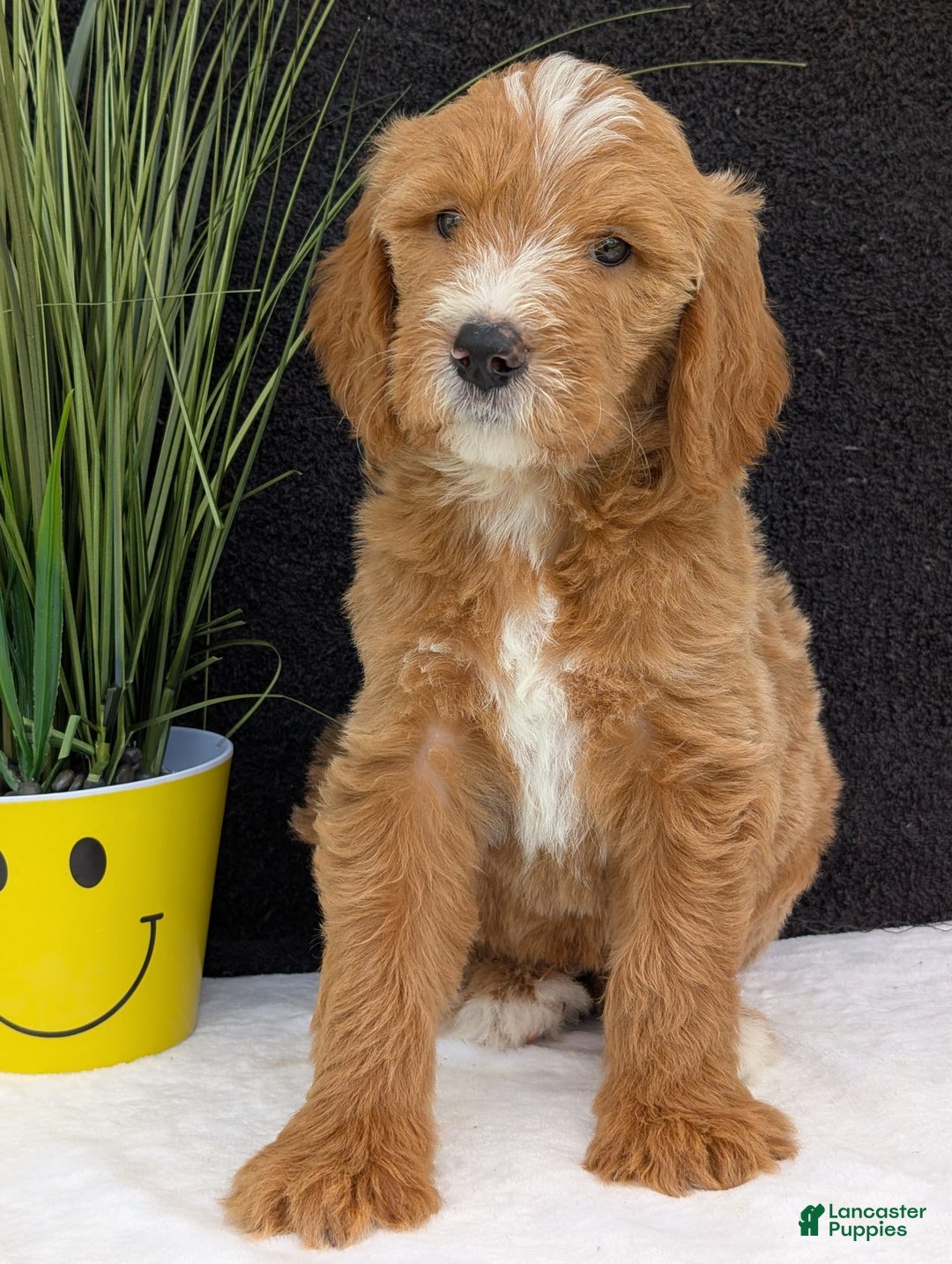 Goldendoodle dogs for sale: Parker - Image 2