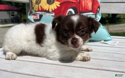 Chihuahua dogs for sale: Tat - Image 14
