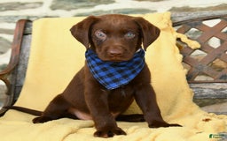 Labrador Retriever dogs for sale: Caleb - Image 5