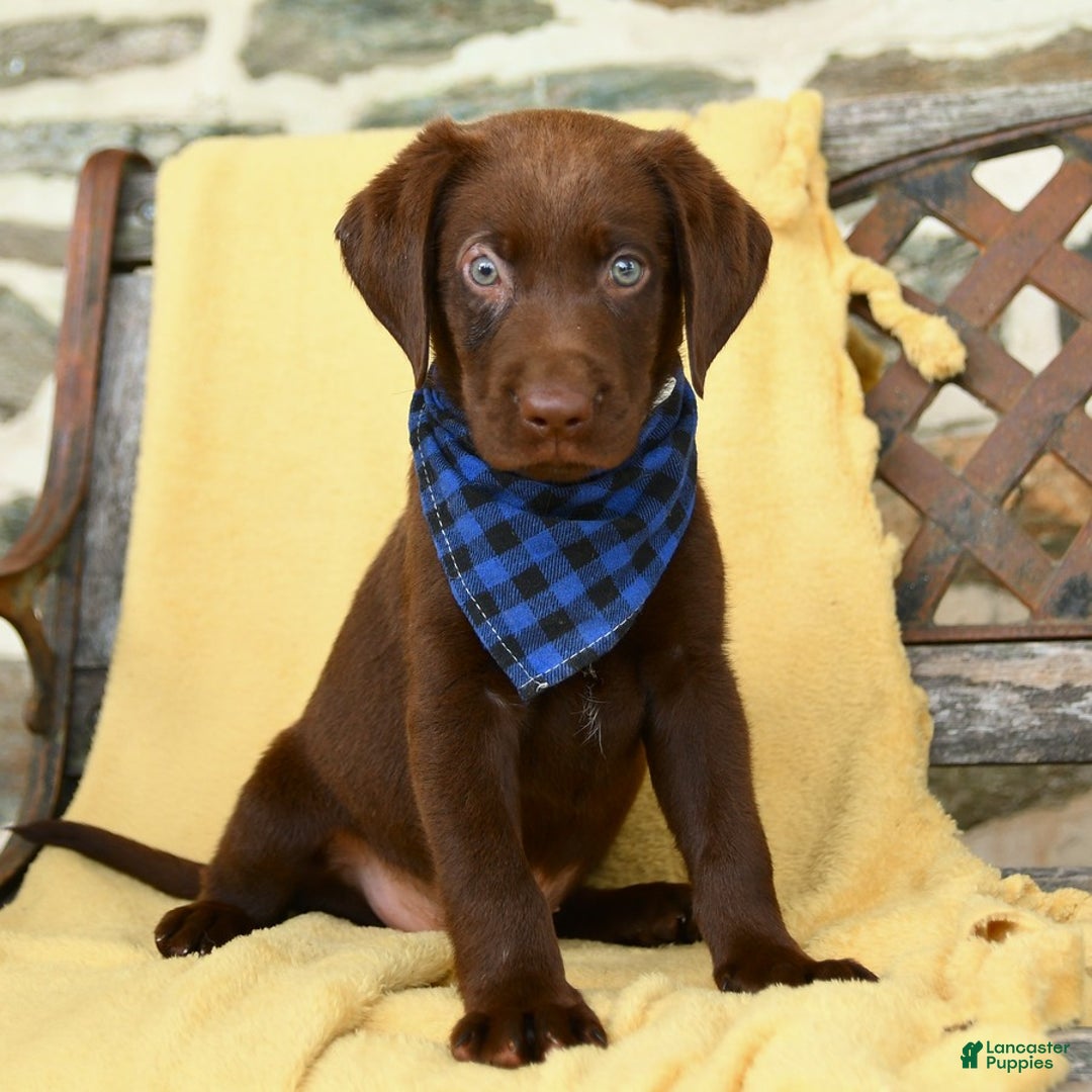 Labrador Retriever dogs for sale: Caleb - Image 5