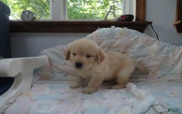 Golden Retriever dogs for sale: Erin - Image 27