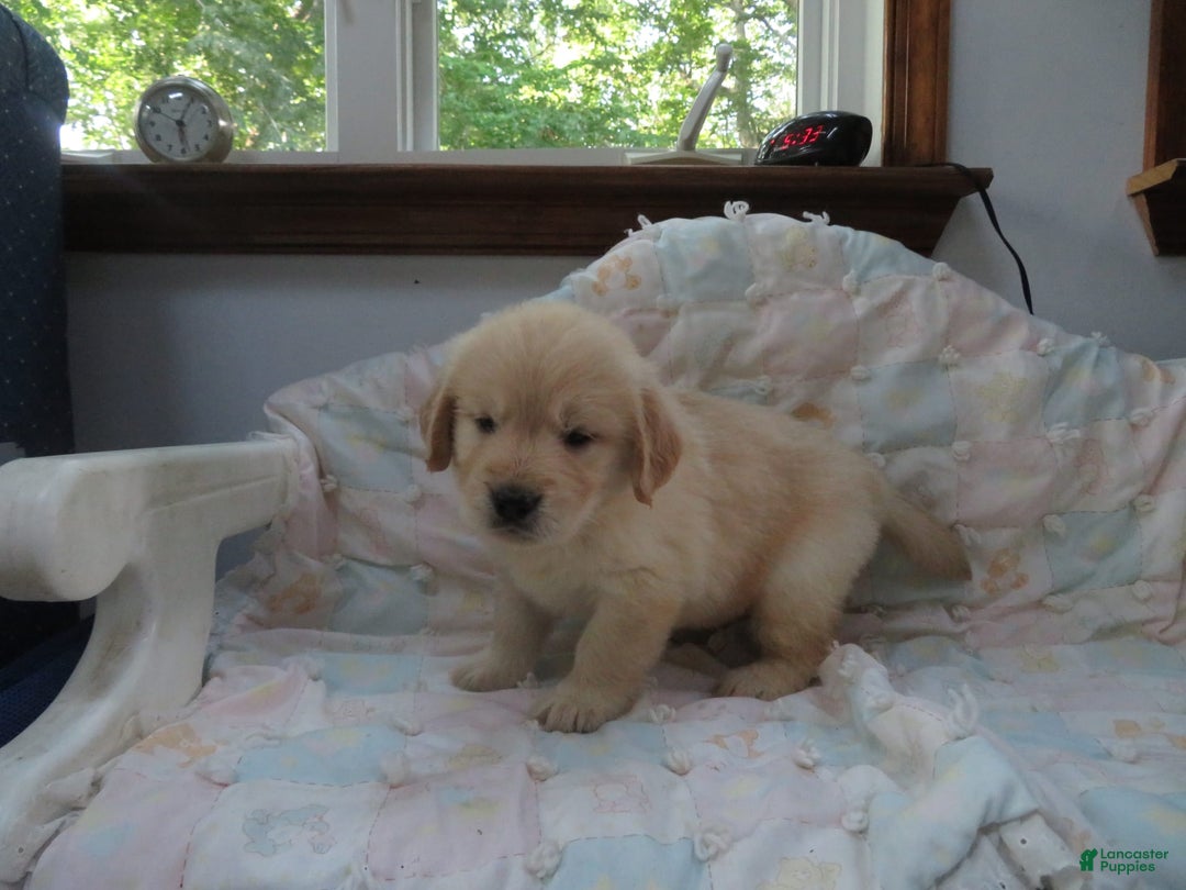 Golden Retriever dogs for sale: Erin - Image 27