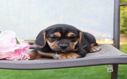 Beabull dogs for sale: Hadley - Image 4