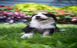 Bernedoodle dogs for sale: Shooter - Image 14