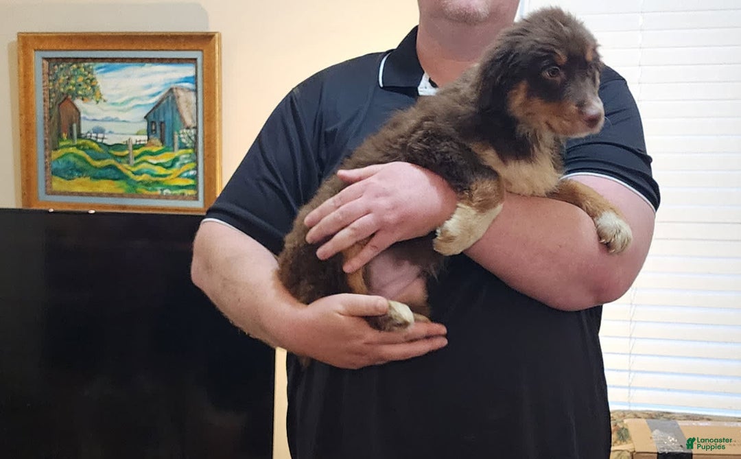 Australian Shepherd dogs for sale: Laura - Image 14