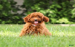 Goldendoodle dogs for sale: Alice - Image 9