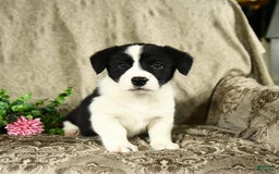 Bernese Mountain Dog dogs for sale: Flo - Image 1