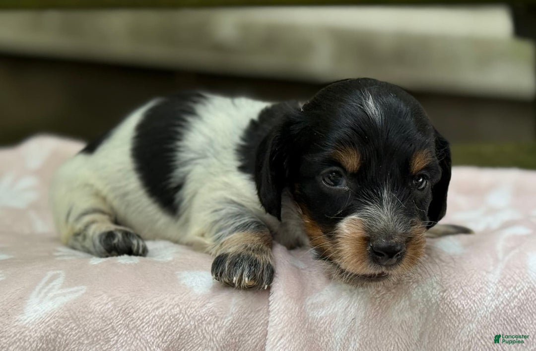Miniature Dachshund dogs for sale: Dixie - Image 2