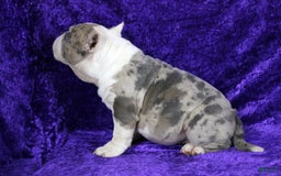 American Bully dogs for sale: Blue Merle Female - Image 5
